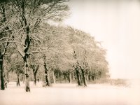 winterlandschap : bomen, lith, sneeuw, winter, zwartwit
