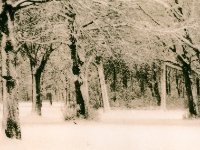sneeuwjacht : bomen, lith, sneeuw, winter, zwartwit