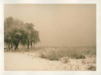 boomgroep, winter : bomen, lith, sneeuw, winter, zwartwit