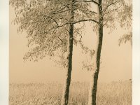 twee bomen, winter : bomen, lith, sneeuw, winter, zwartwit